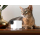 Petcube Interaktywna Inteligentna kamera Cam 360 - 1308535 - zdjęcie 6